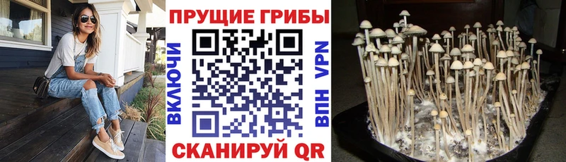 OMG ССЫЛКА  мориарти клад  Псилоцибиновые грибы Psilocybe  купить закладку  Хасавюрт 